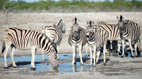Botswana Makgadikgadi Pans Nationalpark